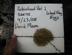 A photo of a wood frog egg mass in front of a whiteboard with writing on it.