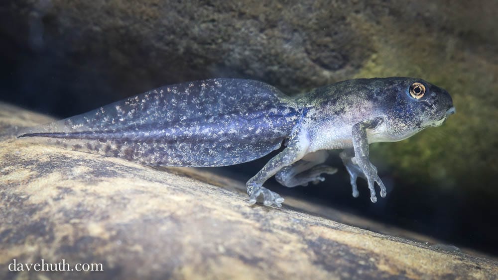 A metamorphosing gray tree frog tadpole. (photo © Dave Huth)