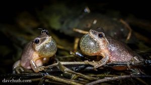 Spring peepers, calling. (photo © Dave Huth)