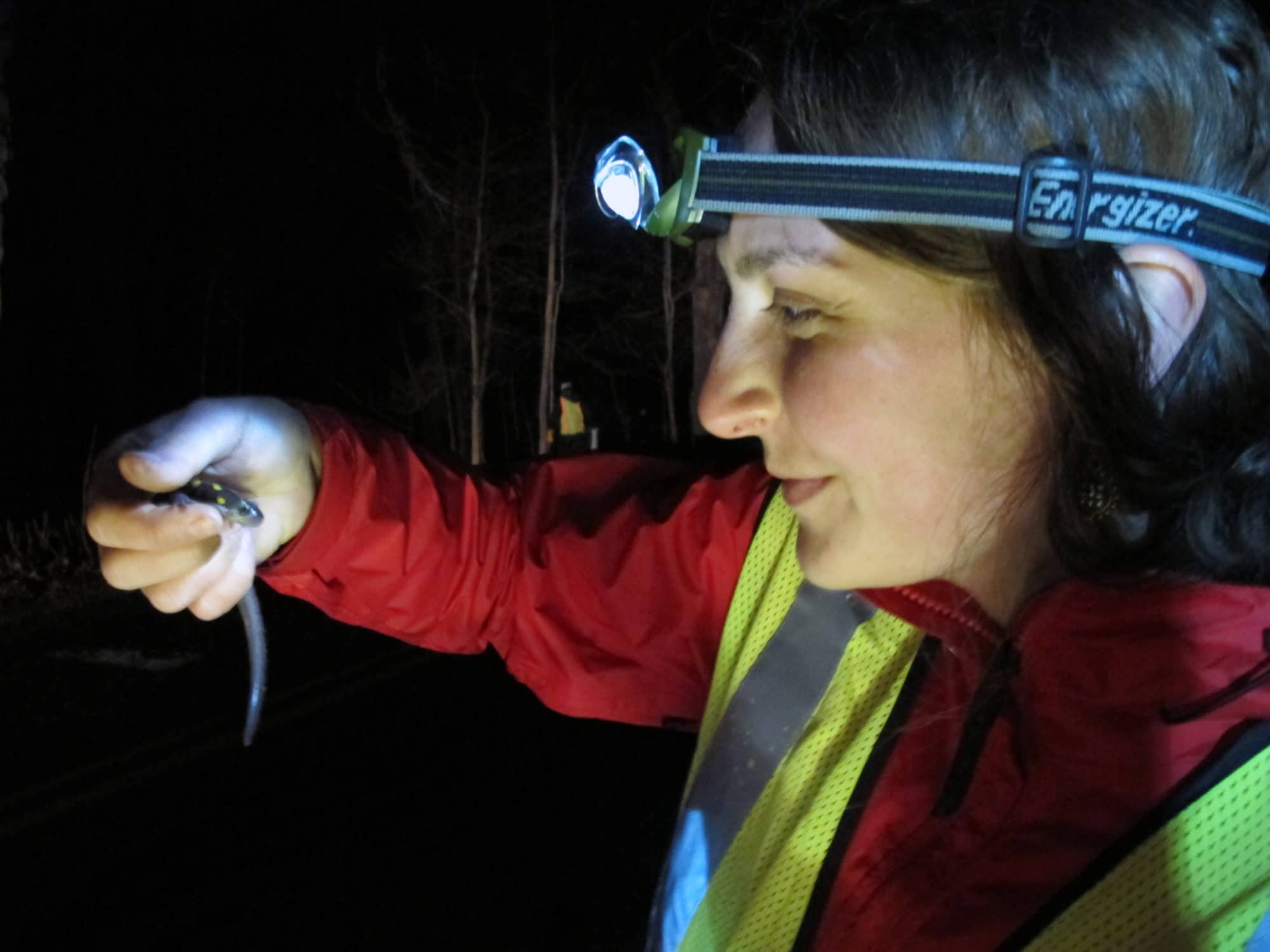 A Salamander Brigadier looks with wonder at a spotted salamander on a Big Night. (photo © Brett Amy Thelen)