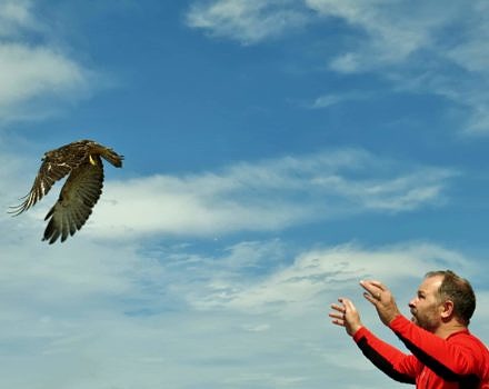 Eric Masterson releases a rehabilitated hawk. (photo © Meade Cadot)