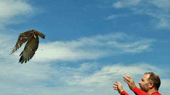 Eric Masterson releases a rehabilitated hawk. (photo © Meade Cadot)