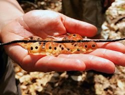 Jefferson complex salamander eggs, found in a Keene vernal pool in April 2017. (photo © Karen Seaver)