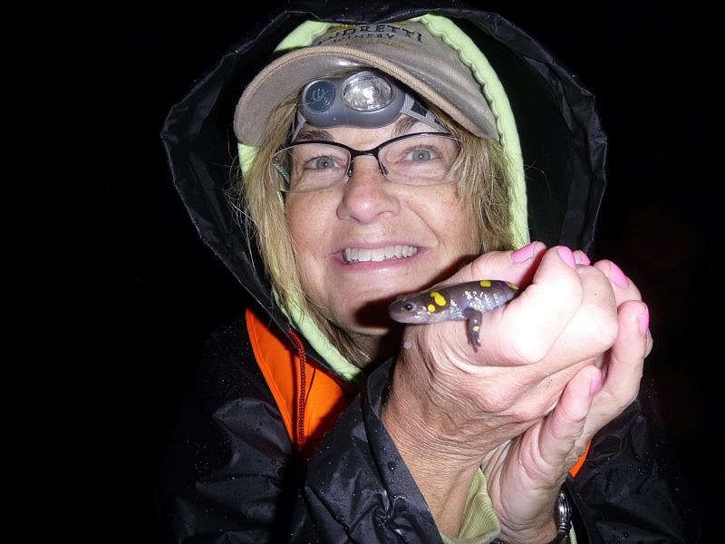 A salamander crossing brigadier holds a spotted salamander. (photo © Cheryl Martin)