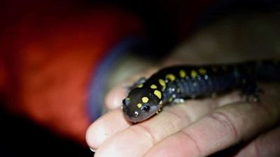 spotted-salamander-in-hands-(c)Tyler-Hogan