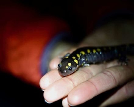 spotted-salamander-in-hands-(c)Tyler-Hogan