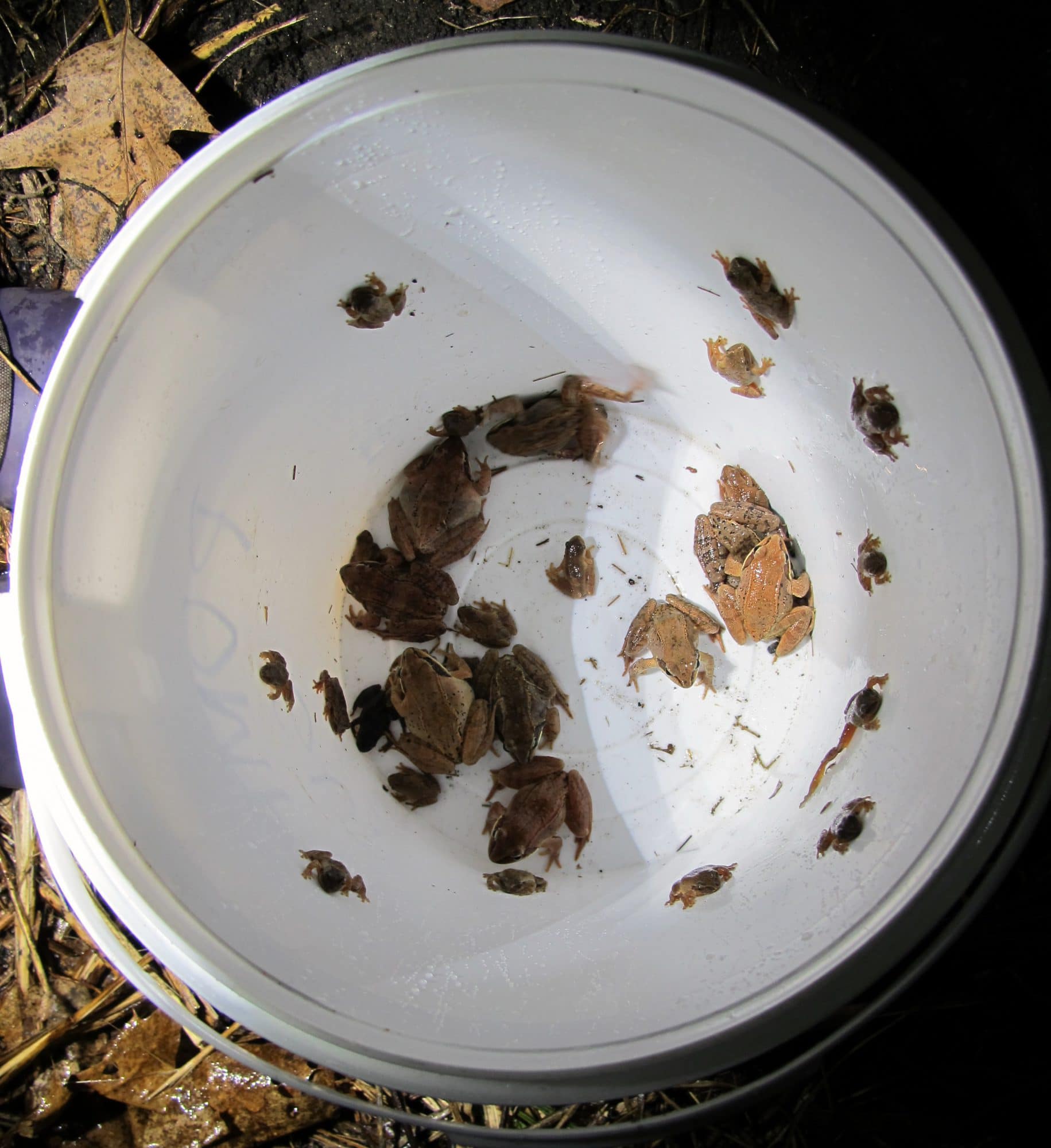 A bucket of frogs. (photo © Brett Amy Thelen)