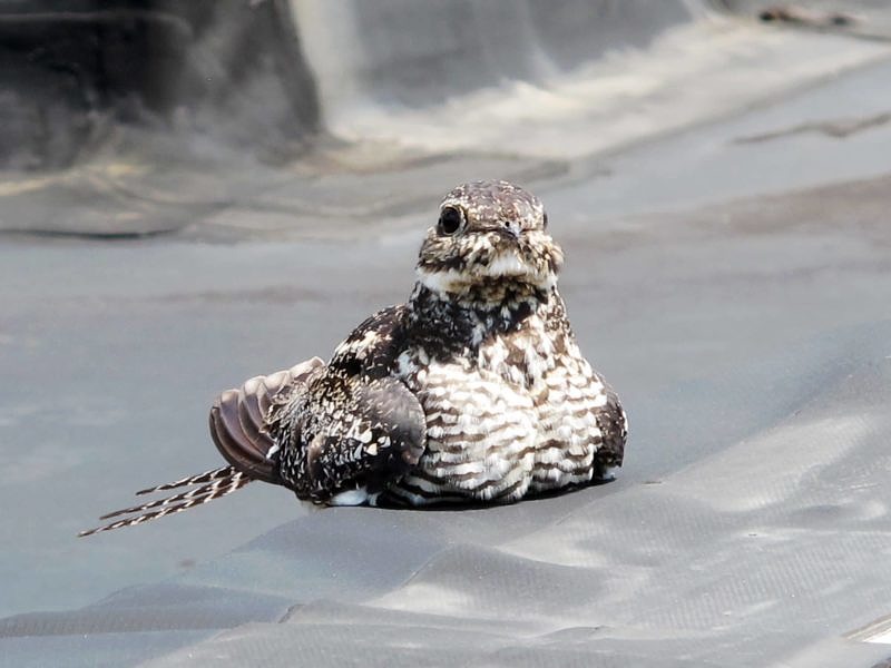 A nighthawk sits on a rooftop in Keene, NH.  (photo © Brett Amy Thelen)