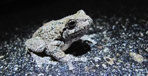 A gray tree frog pauses on the road. (photo © Brett Amy Thelen)