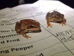 A juvenile wood frog (left) and adult spring peeper (right) wait to be counted on Big Night. (photo © Jess Baum)