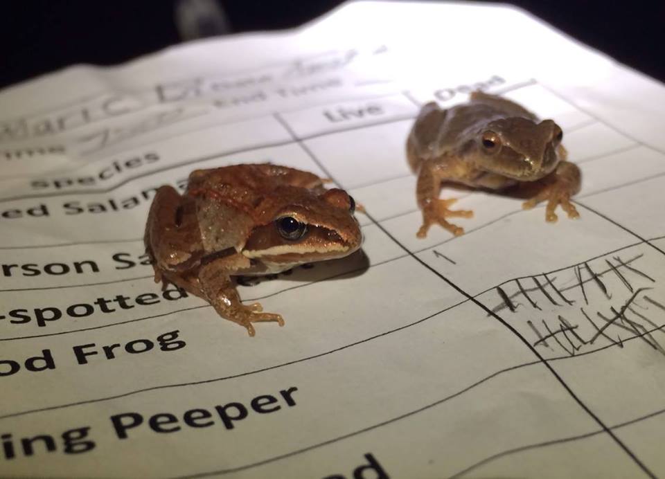 A juvenile wood frog and an adult peeper perch on a data form. (photo © Jess Baum)