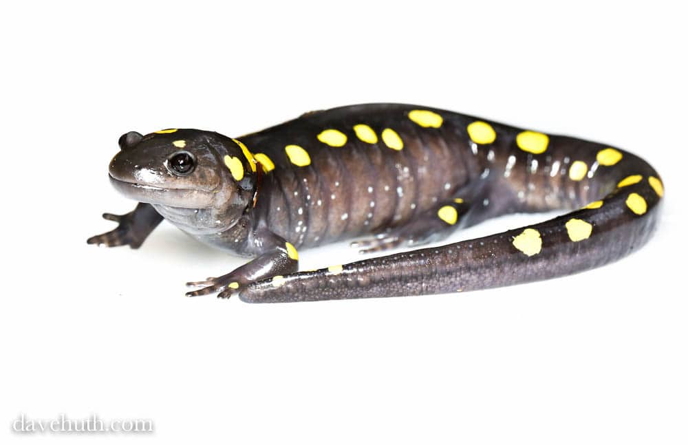 A spotted salamander smiles in gratitude for the Crossing Brigades. (photo © Dave Huth)