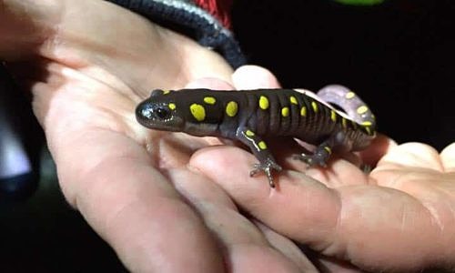 hands holding a spotted salamander (photo © Sarah Wilson)