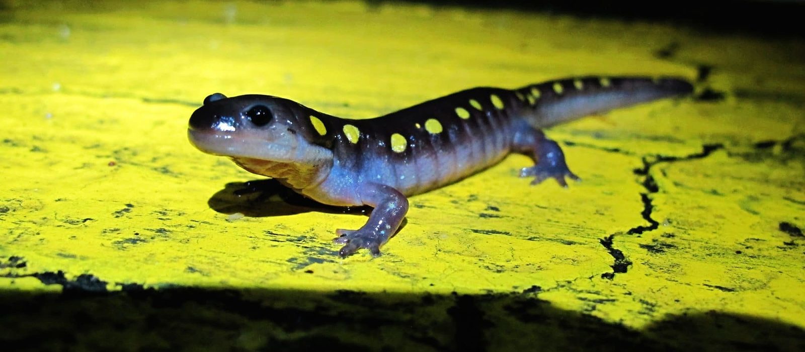 A spotted salamander makes it way across North Lincoln Street in Keene. (photo © Brett Amy Thelen)