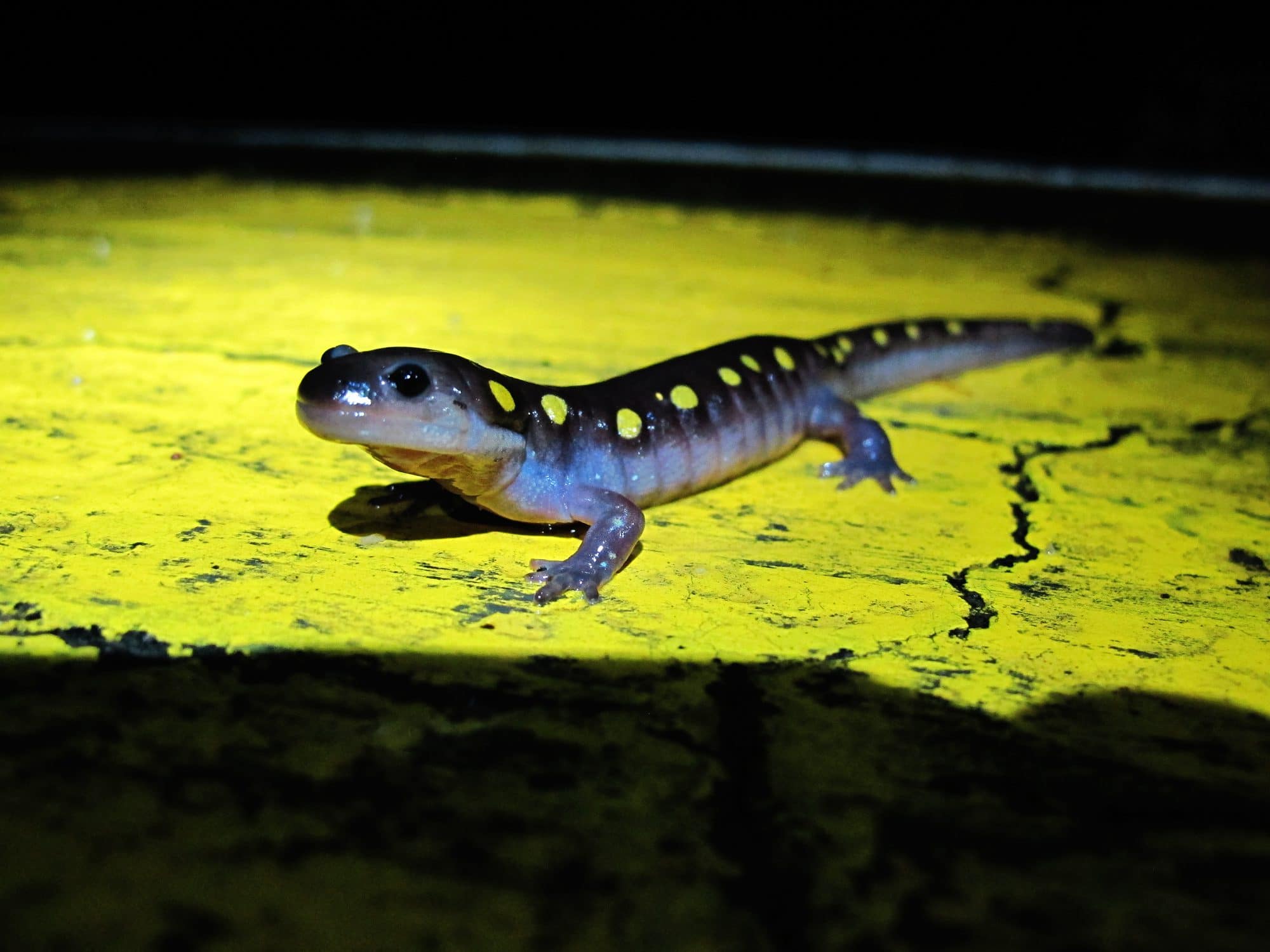 A spotted salamander makes its way across North Lincoln Street in Keene. (photo © Brett Amy Thelen)