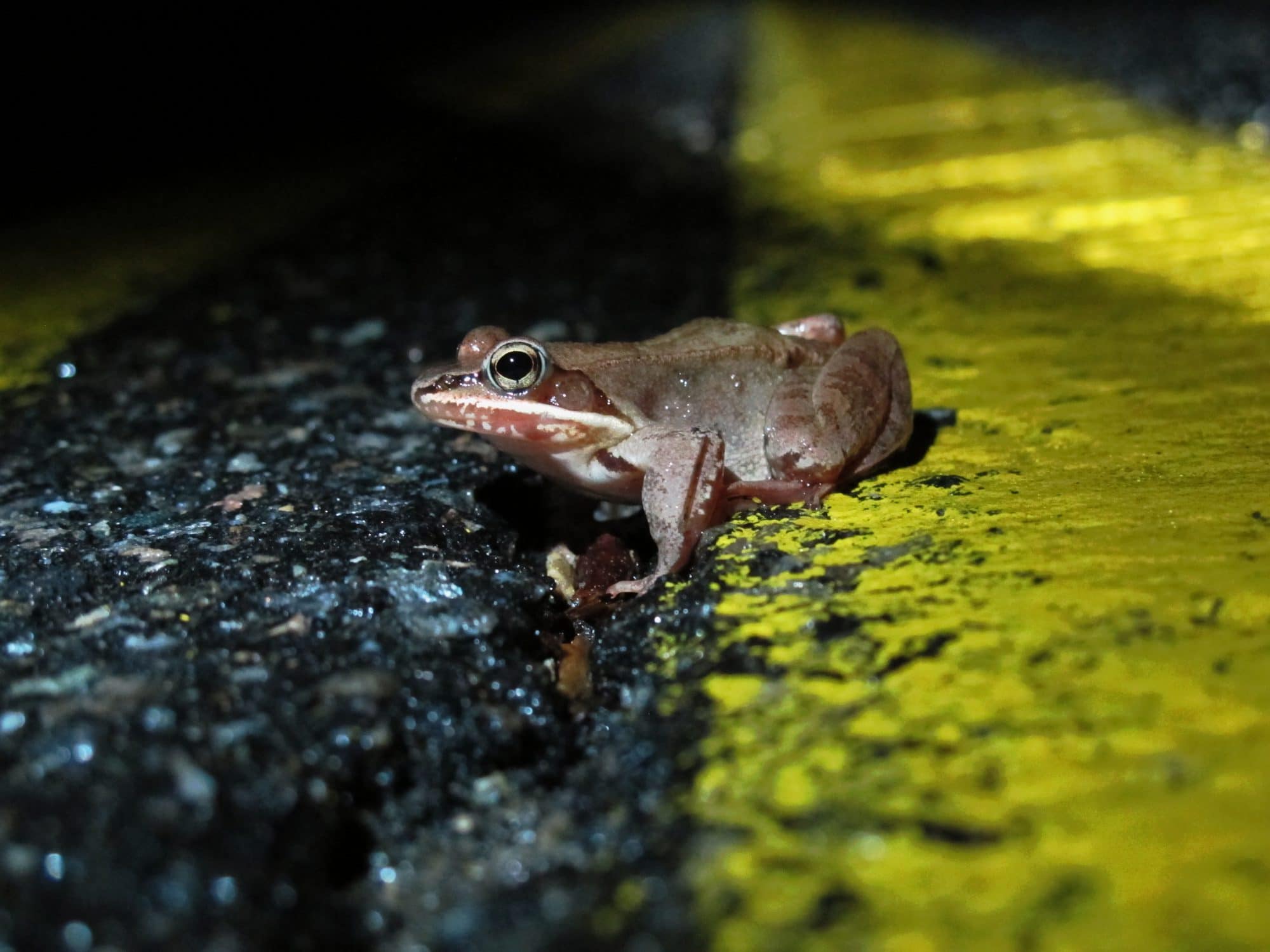 A wood frog crosses the center line of North Lincoln Street. (photo © Brett Amy Thelen)