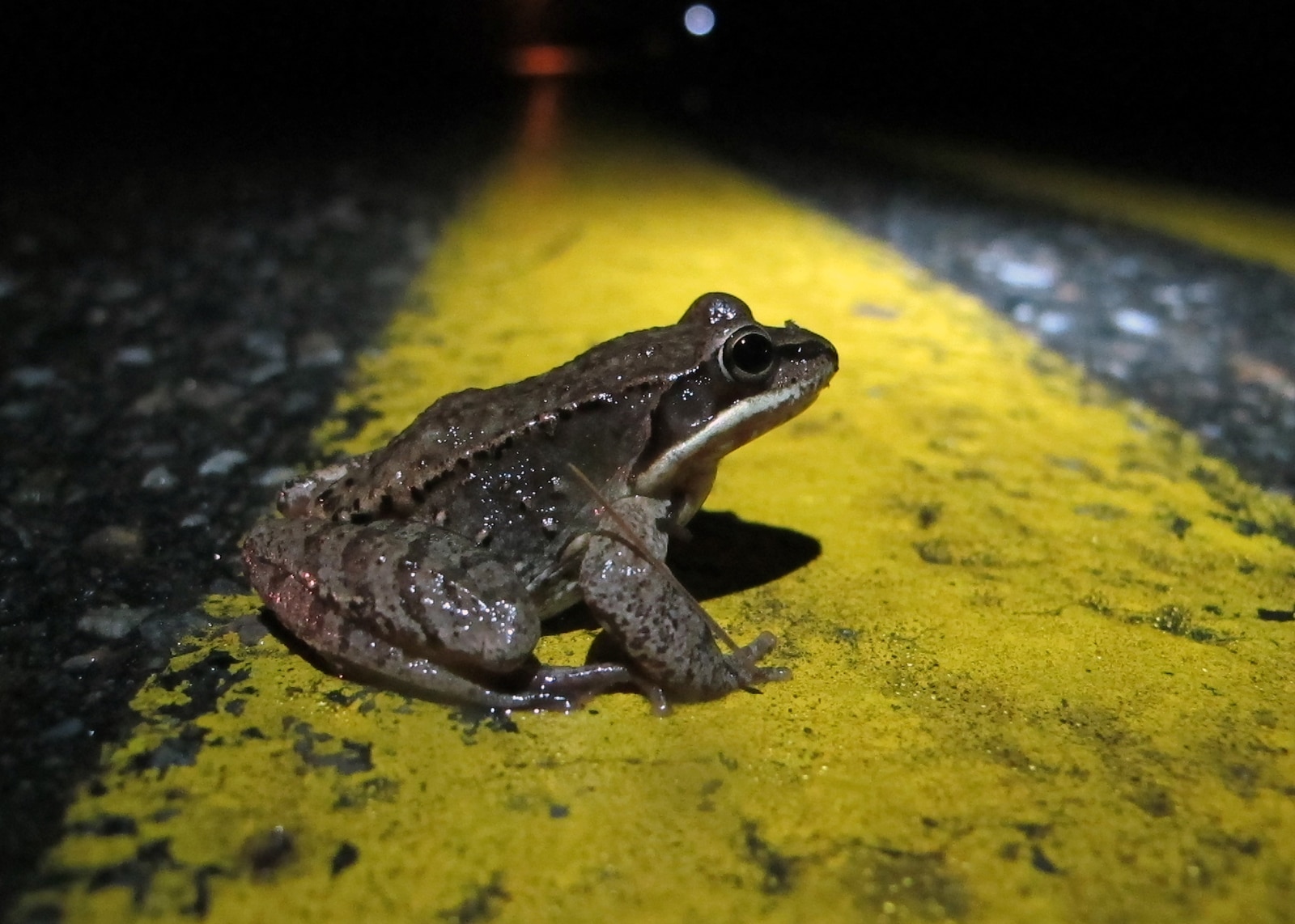 A wood frog pauses on the centerline of North Lincoln Street in Keene, NH. (photo © Brett Amy Thelen)