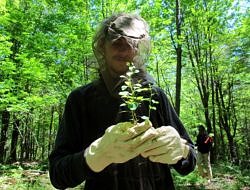 Anthony Oatley inspects a stem of Japanese barberry.