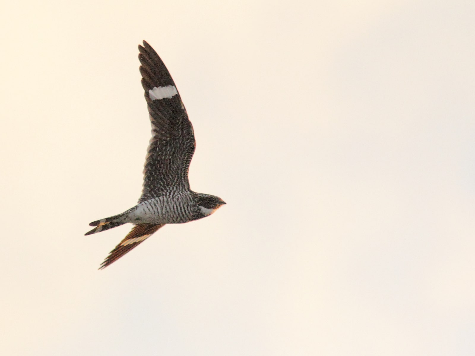 A nighthawk flies in twilight skies. (photo © Kenneth Cole Schneider)