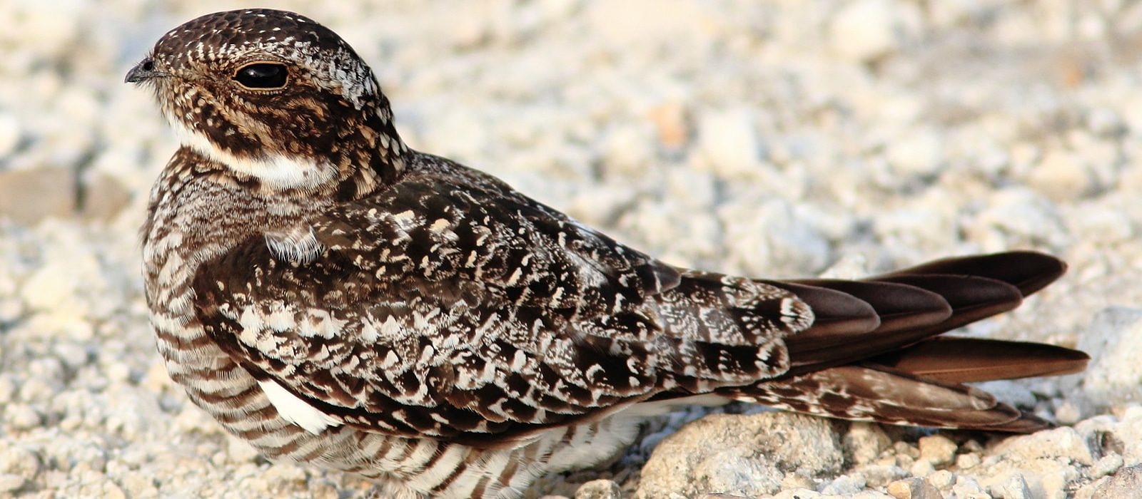 A Common Nighthawk perches on a gravel patch. (photo © Ken Schneider via the Creative Commons)
