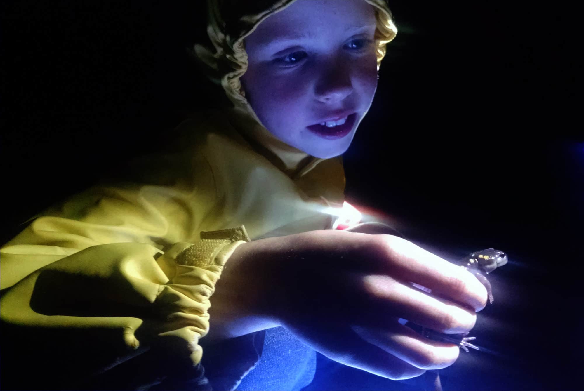 A young Crossing Brigadier gazes at a spotted salamander. (photo © Brett Amy Thelen)