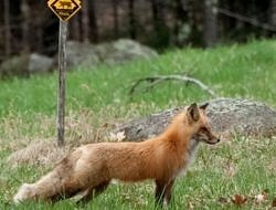 A red fox takes a walk on the Harris Center's Orr's Edge trail. (photo © Tianne Strombeck)