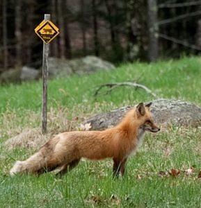 A red fox takes a walk on the Harris Center's Orr's Edge trail. (photo © Tianne Strombeck)