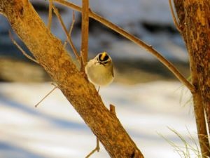 A Golden-Crowned Kinglet perches on a branch. (photo © Meade Cadot)