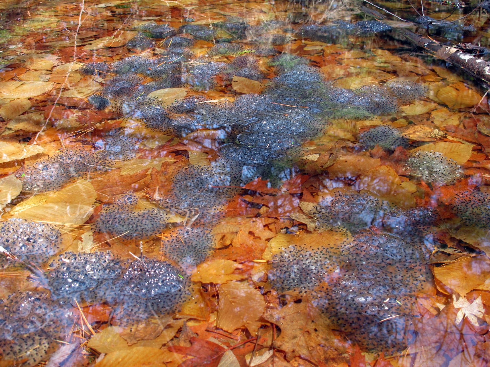 Wood frog eggs in a Keene vernal pool. (photo © Brett Amy Thelen)