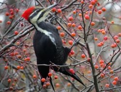 A Pileated Woodpecker forages for crabapples. 