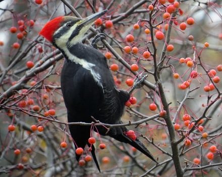 A Pileated Woodpecker dines on crabapples in the SuperSanctuary. (photo © Meade Cadot)