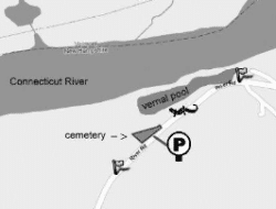 A map of the River Road amphibian crossing site in Westmoreland, NH