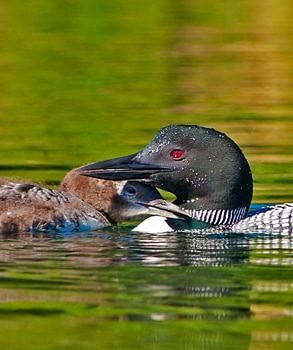 A loon cozies up with its chick at Willard Pond Wildlife Sanctuary in Antrim. (photo © Bruce Boyer)