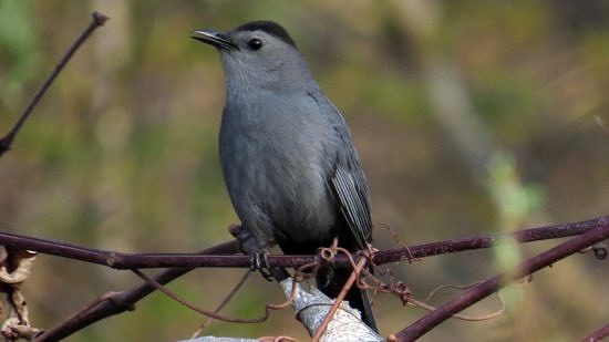 A Gray Catbird rests on a tangle of vines. (photo © Meade Cadot)