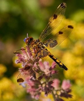 A dragonfly alights on a summer wildflower in the SuperSanctuary. (photo © Tianne Strombeck)