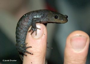 A person holds a Jefferson/blue-spotted salamander. (photo © Jacob Drucker)