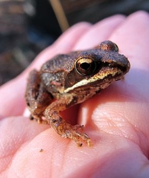 A Salamander Crossing Brigade volunteer holds a wood frog in her hands. (photo © Brett Amy Thelen)