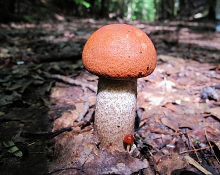 A mushroom with a brown cap and white stalk growing out of the ground. (photo © Brett Amy Thelen)
