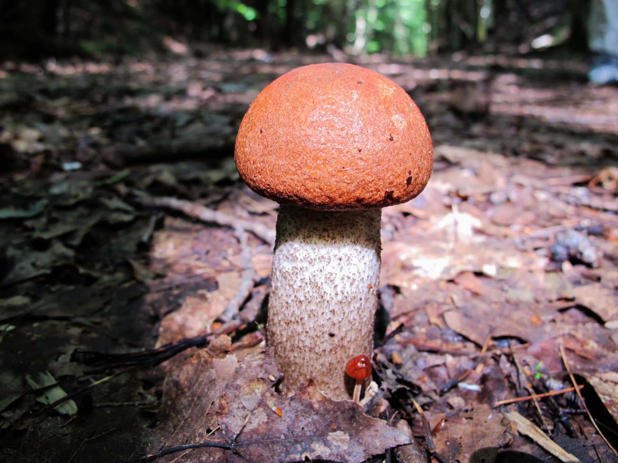 A mushroom with a brown cap and white stalk growing out of the ground. (photo © Brett Amy Thelen)