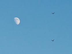 Nighthawks migrate beneath the waxing moon. (photo © Dave Hoitt)