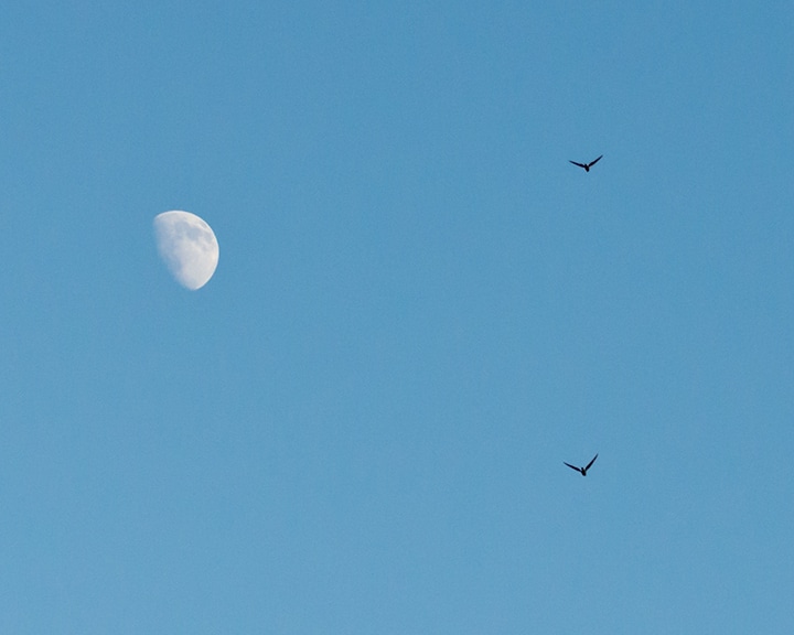 Nighthawks migrate beneath the waxing moon. (photo © Dave Hoitt)