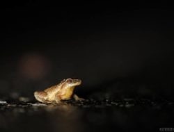 A spring peeper pauses on pavement. (photo © Katie Barnes)