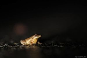A spring peeper pauses on a wet road. (photo © Katie Barnes)