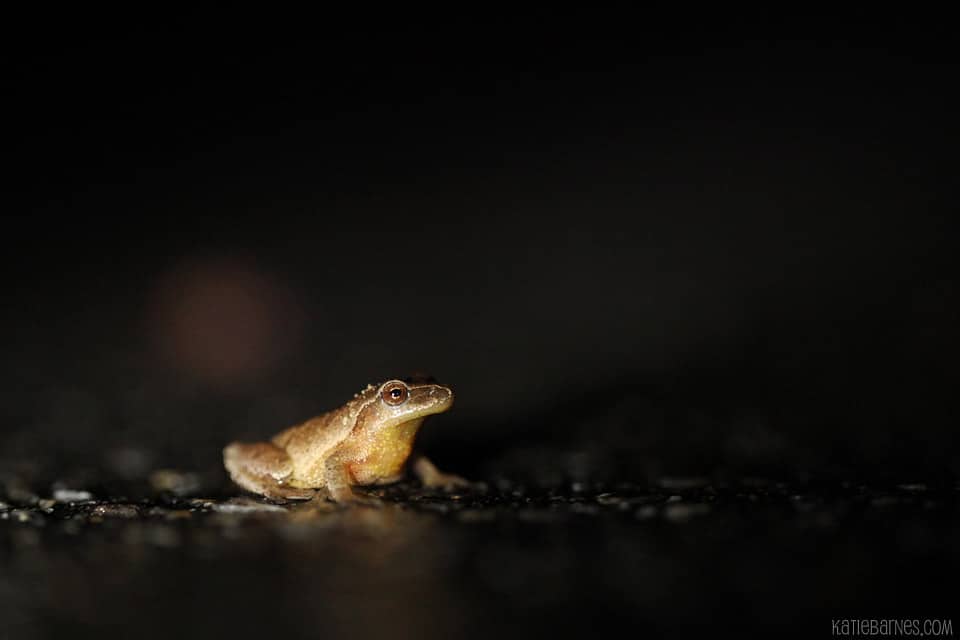 A spring peeper pauses in the middle of the road. (photo © Katie Barnes)