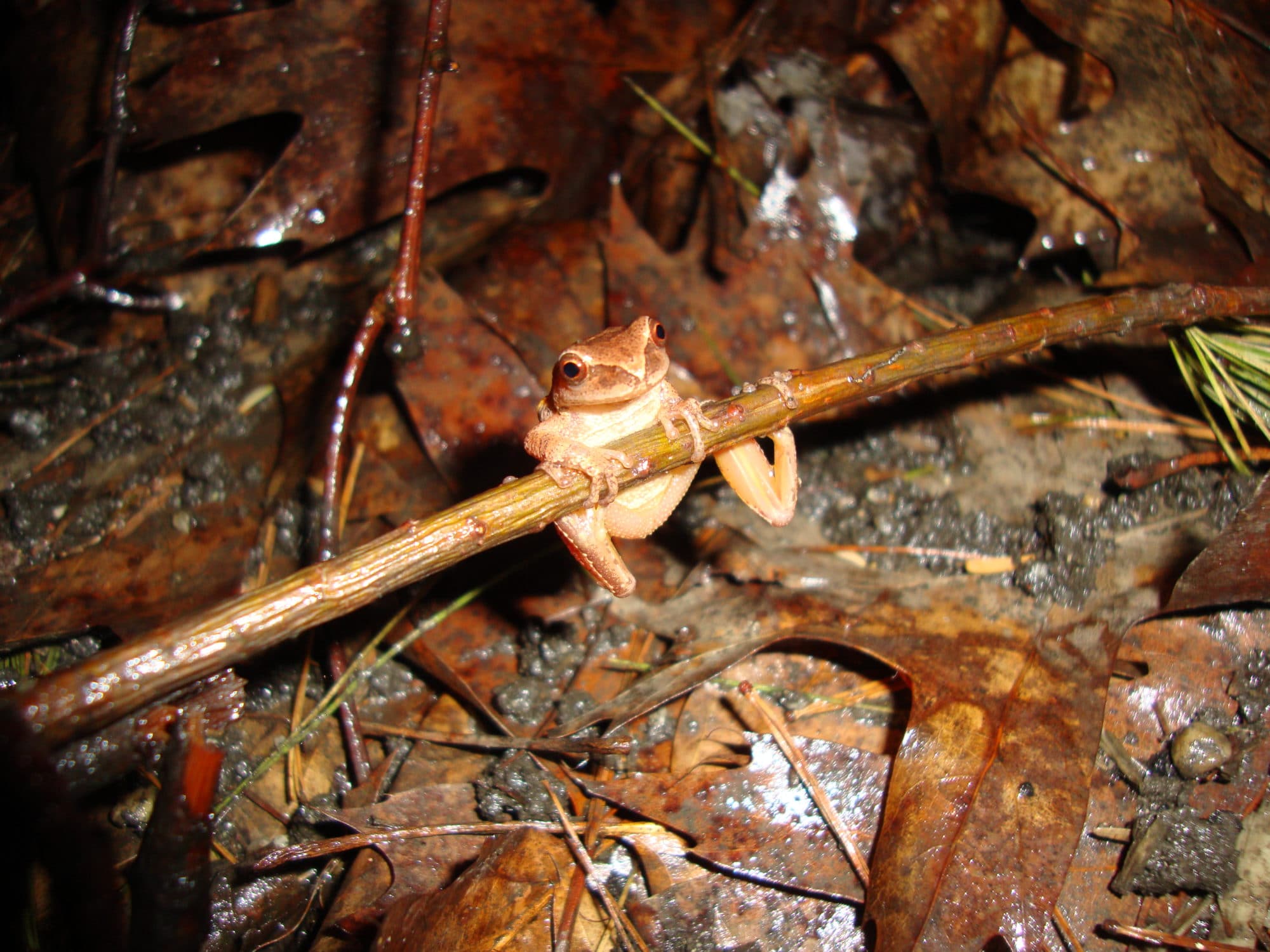A spring peeper clings to a branch. (photo © Kevin Pearson)