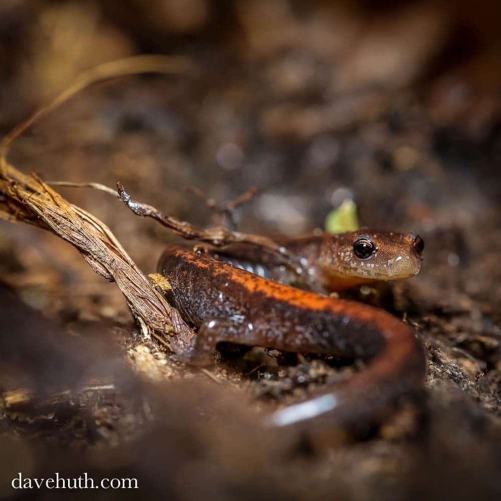 A redbacked salamander. (photo © Dave Huth)