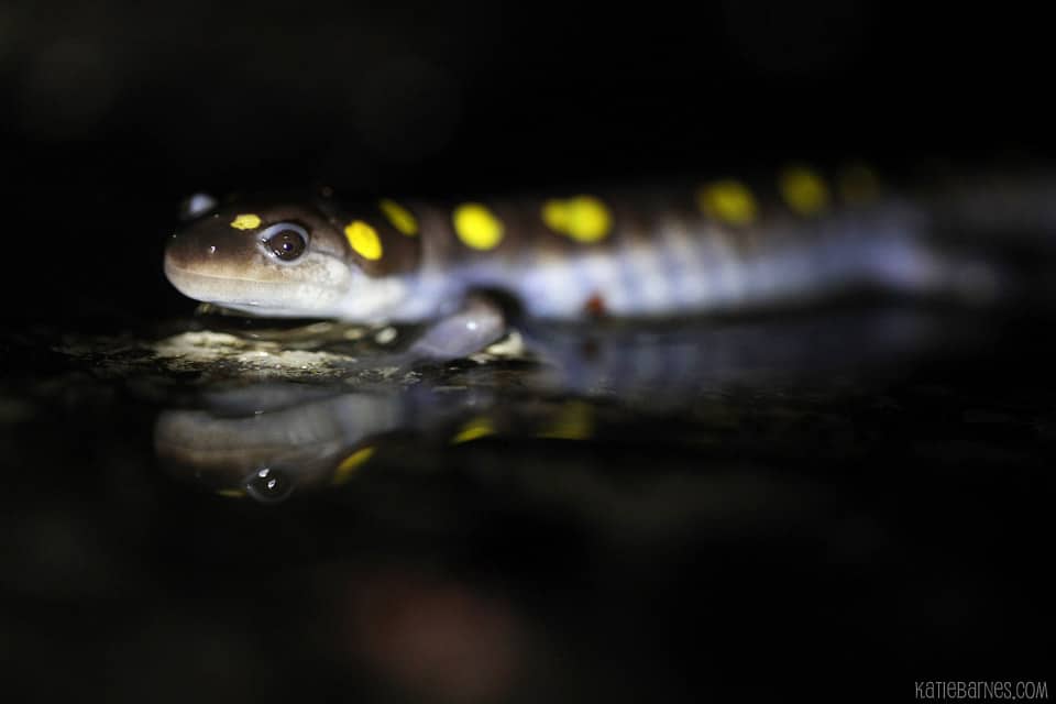 A spotted salamander crosses a wet road. (photo © Katie Barnes)