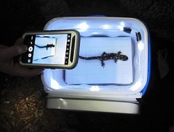 A photo of someone using a smart phone to take a photo of a salamander,