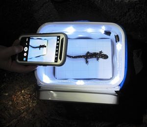 A cell phone in camera mode, taking a picture of a salamander in a small white box. 