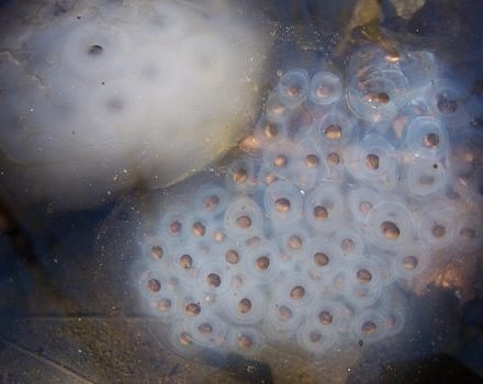 Spotted salamander eggs, submerged in a springtime vernal pool. (photo © Rick Bonnett)